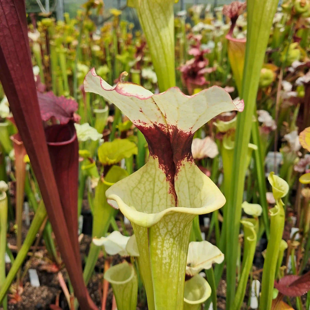 Beker van Sarracenia x moorei bekerplant