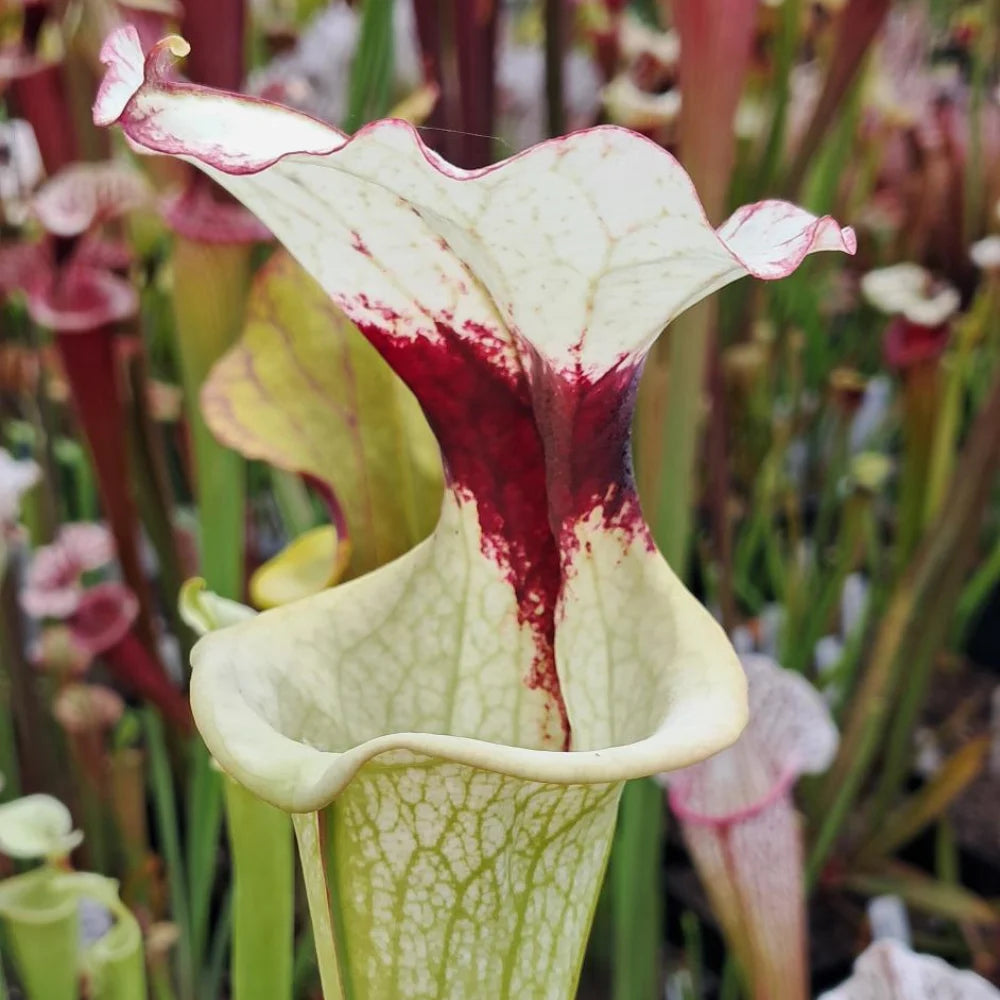 Close-up van Sarracenia x moorei beker