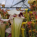 x moorei seedgrown