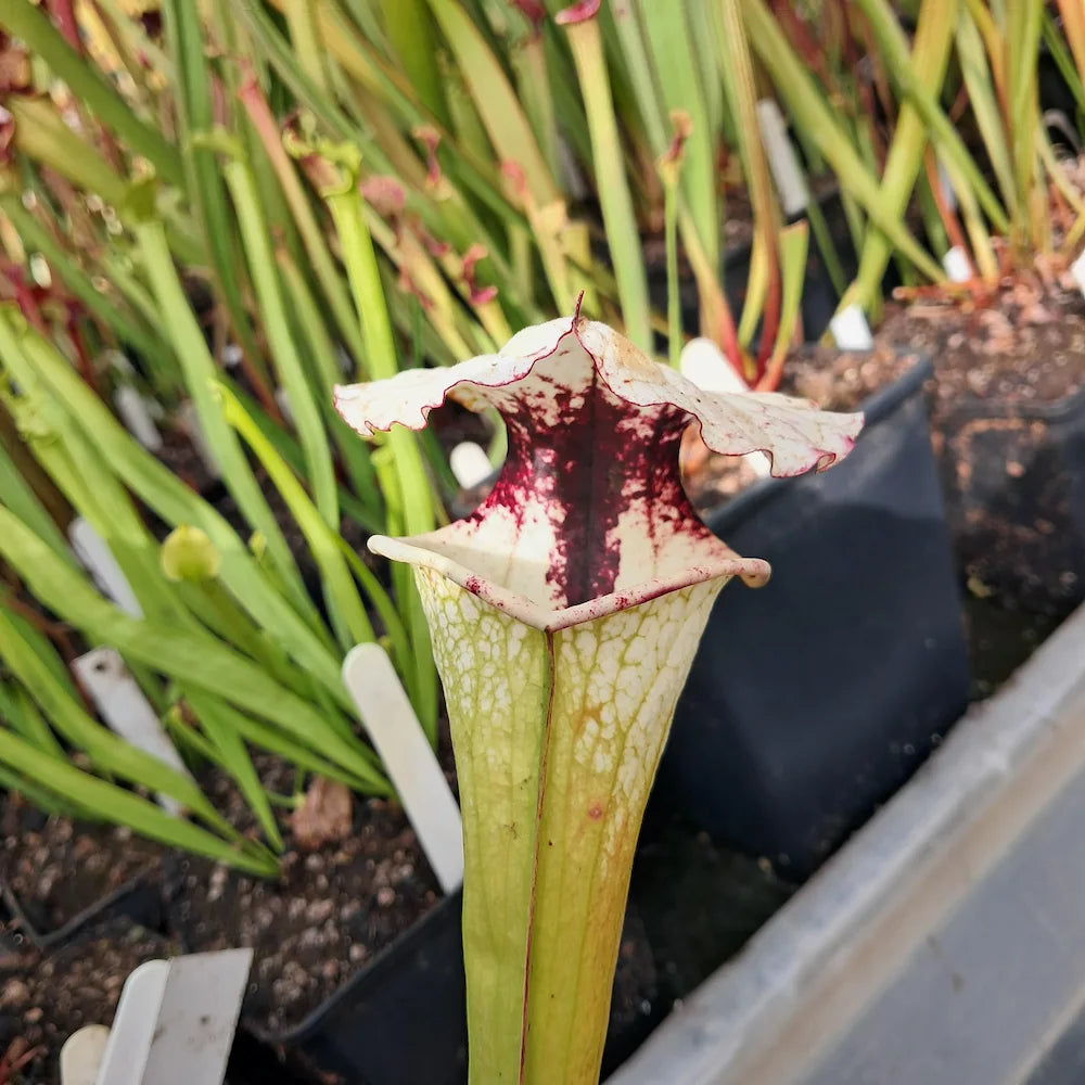 x moorei seed-grown