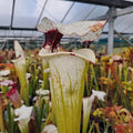 x moorei seedgrown