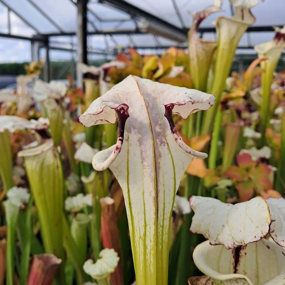 x moorei seedgrown