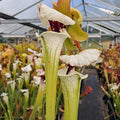 x moorei seedgrown