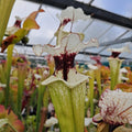 x moorei seedgrown