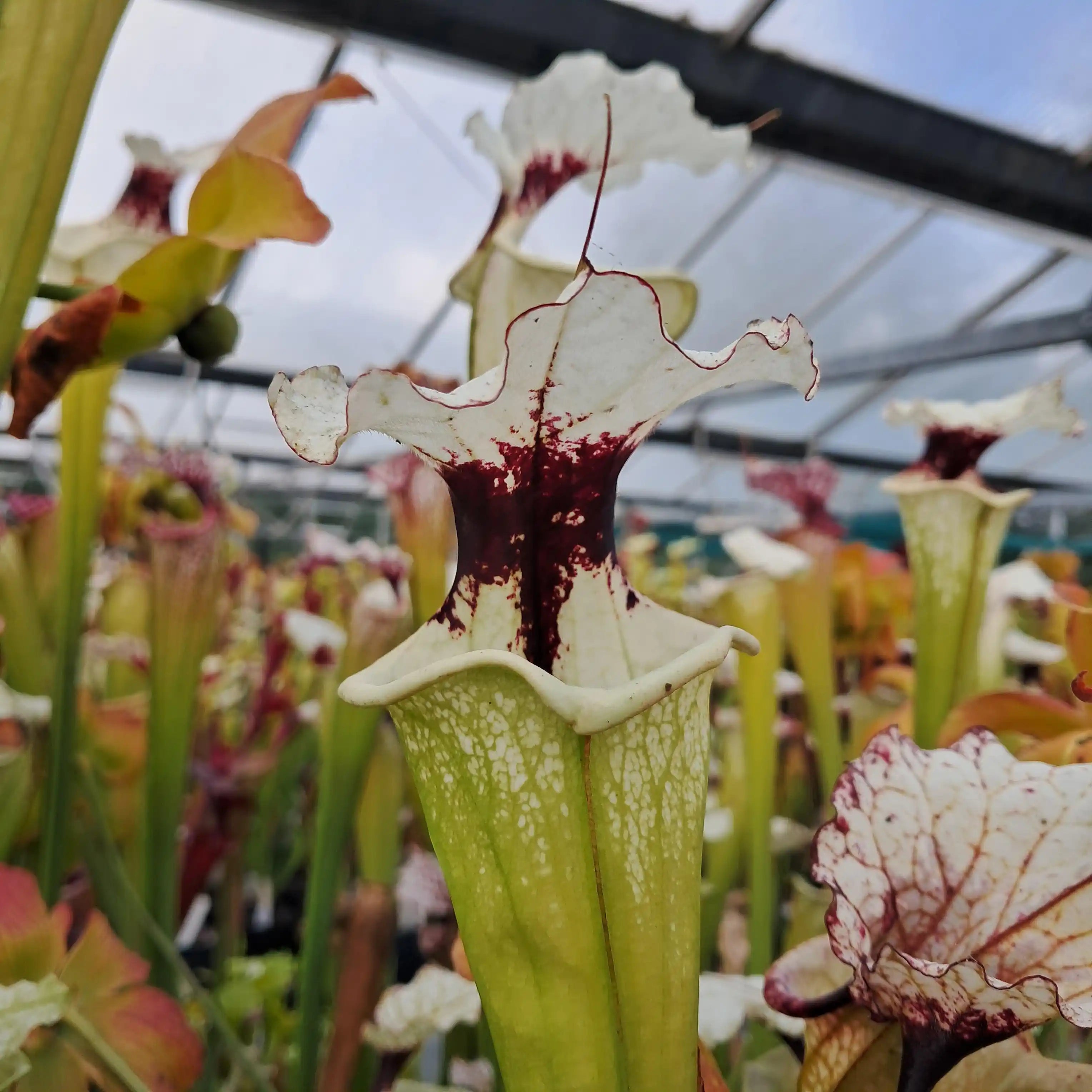 x moorei seedgrown