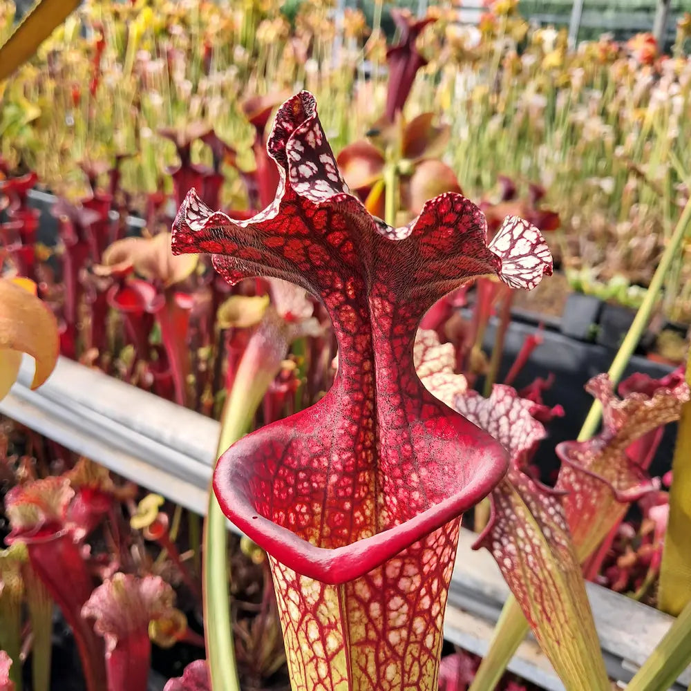 x moorei (Wilkersons Red Rocket x Adrian slack) seedgrown