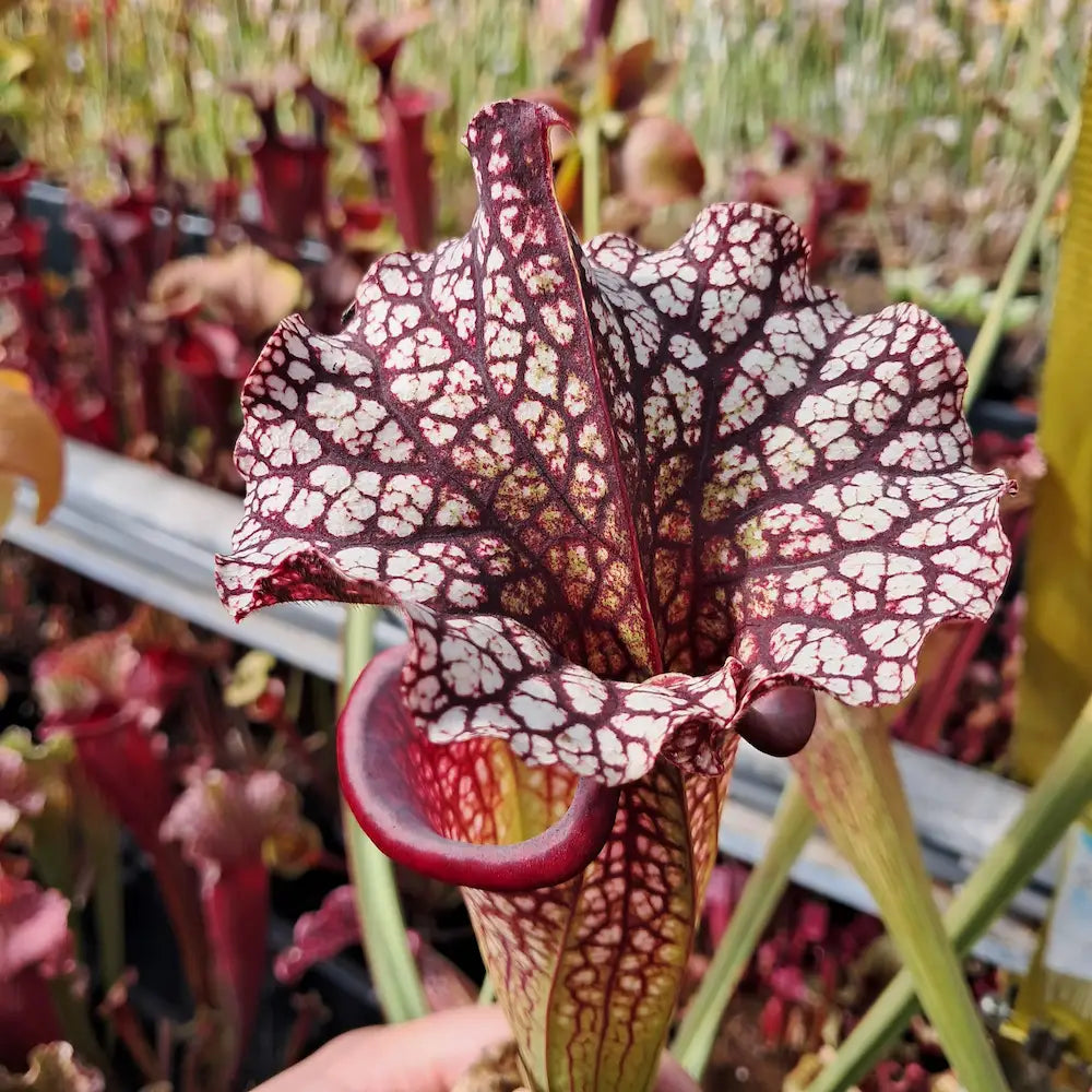 x moorei (Wilkersons Red Rocket x Adrian slack) seedgrown