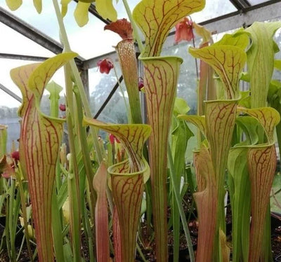 S. oreophila