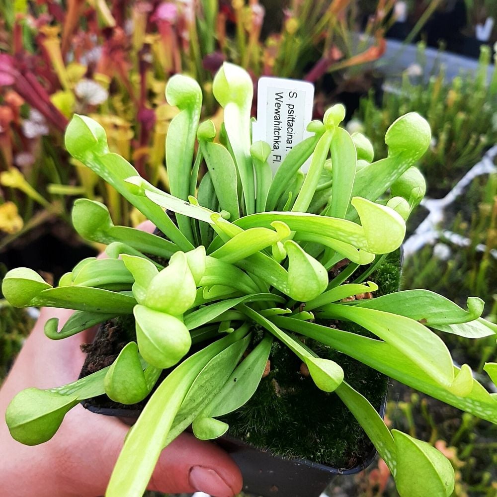 f. viridescens, Wewahitchka