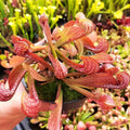 S. psittacina, Milton, Santa Rosa Co., Florida