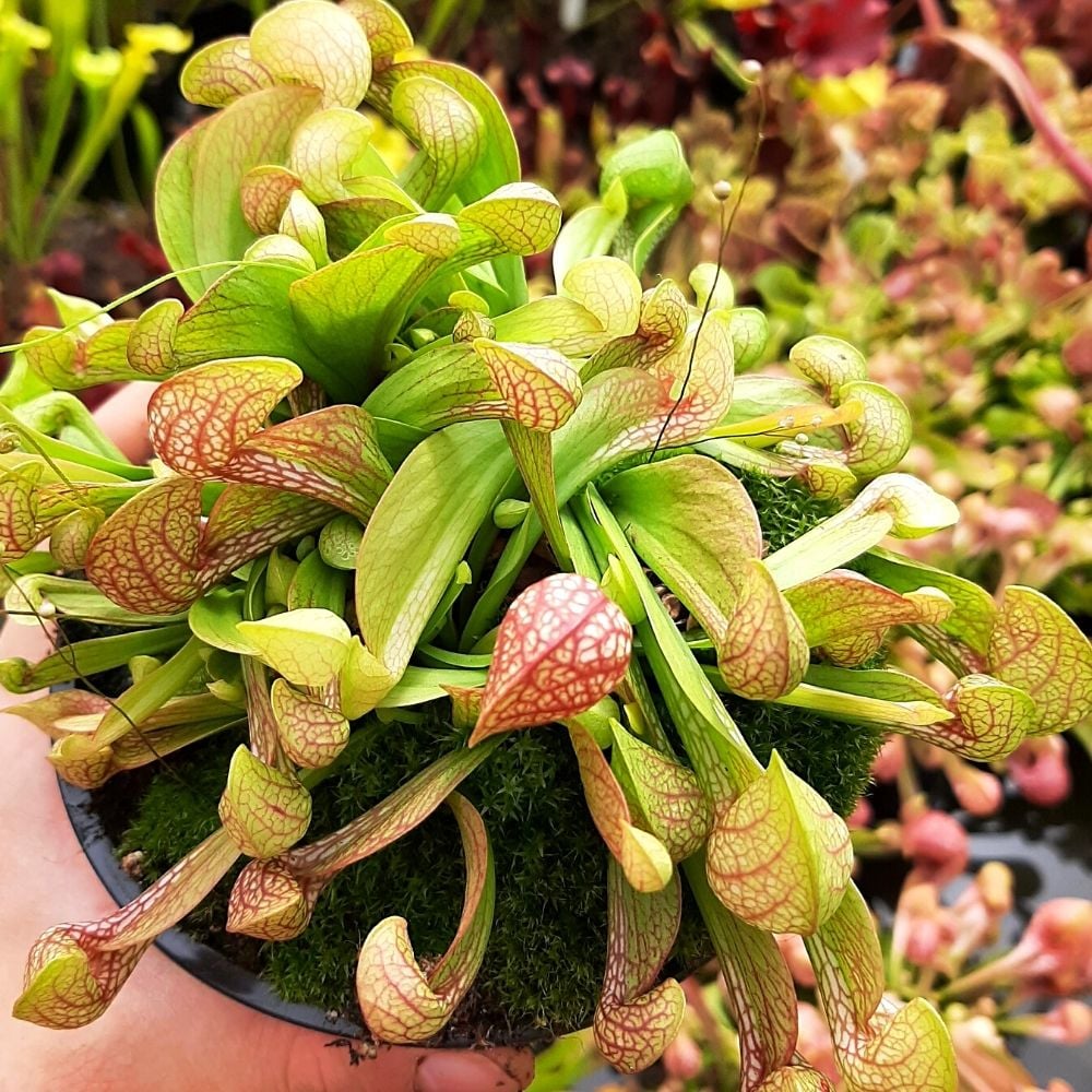 S. psittacina, Milton, Santa Rosa Co., Florida