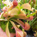 S. psittacina, Santa Rosa Co., Florida