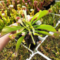 var. okefenokeensis, Liberty Co. "very large" (Chris Klein)