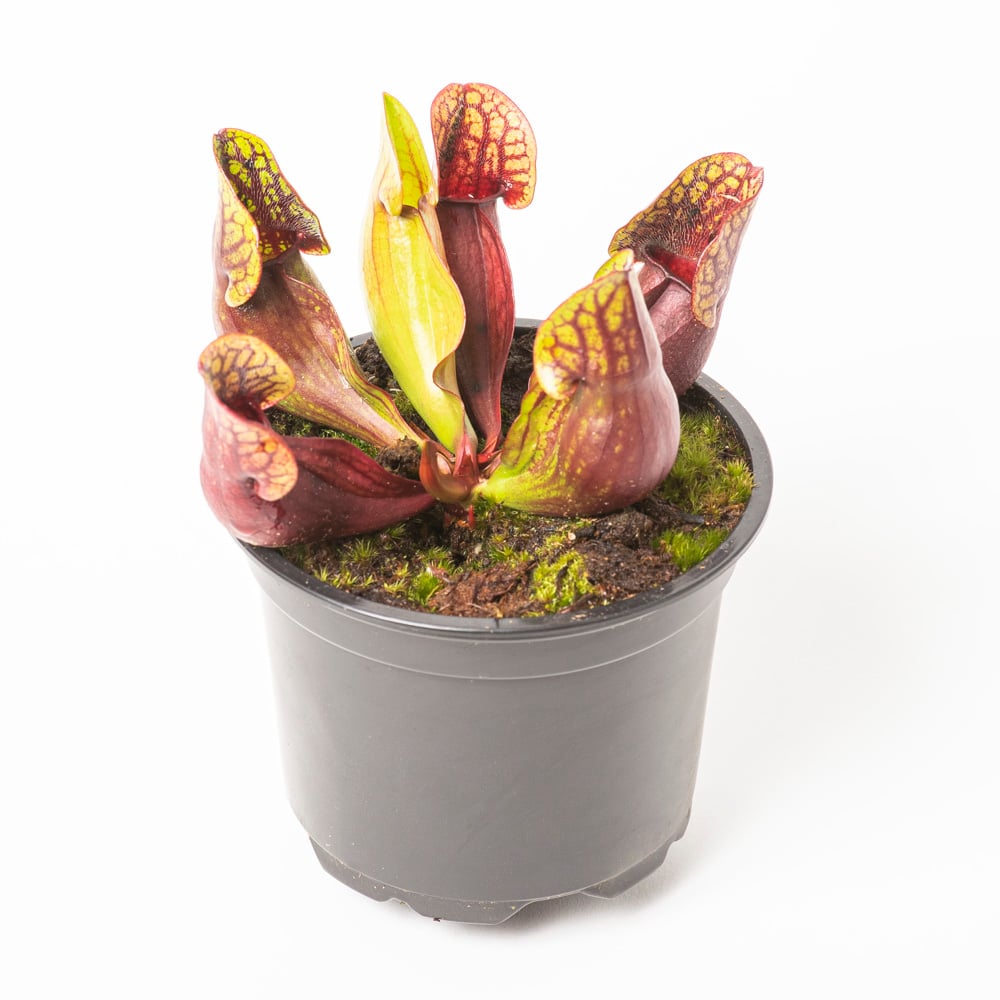 ssp. purpurea "green-red"