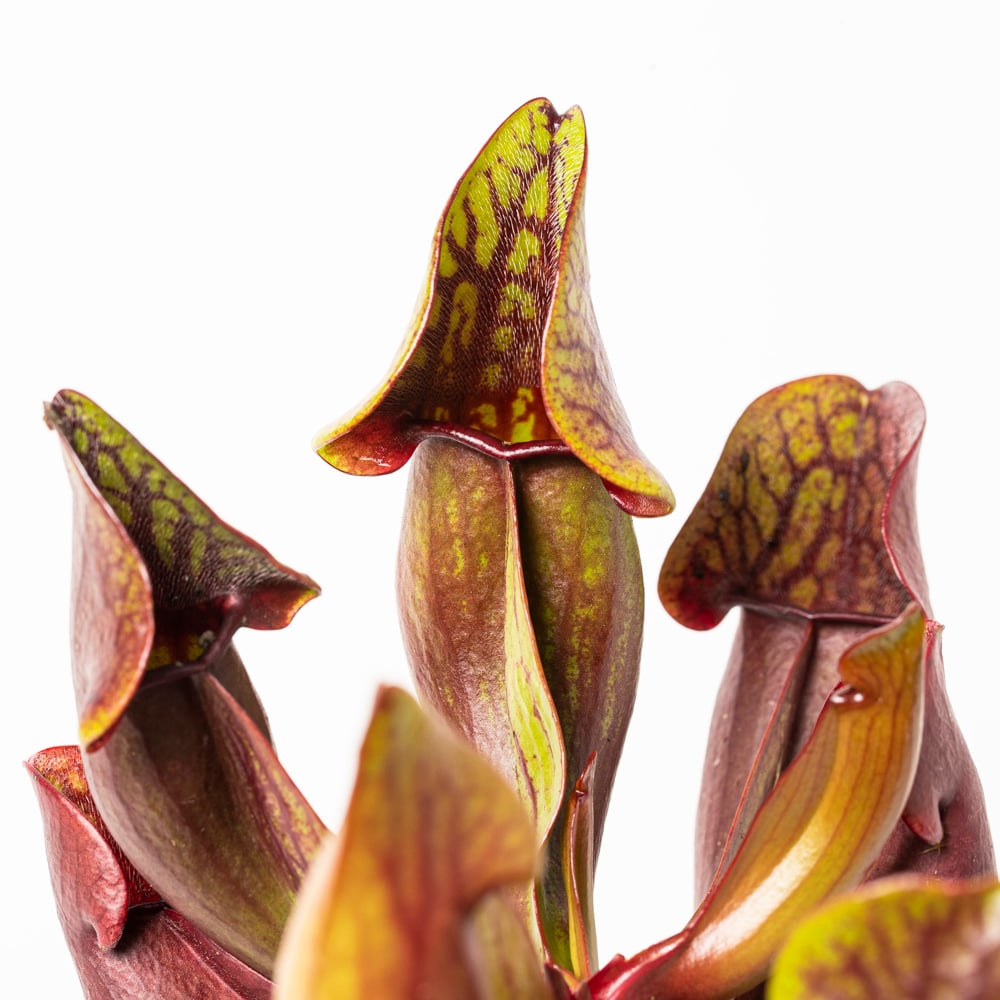 ssp. purpurea "green-red"