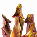 ssp. purpurea "green-red"