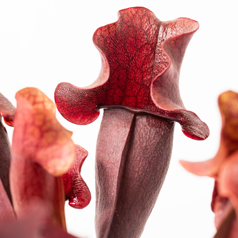 S. x purpurea hybride