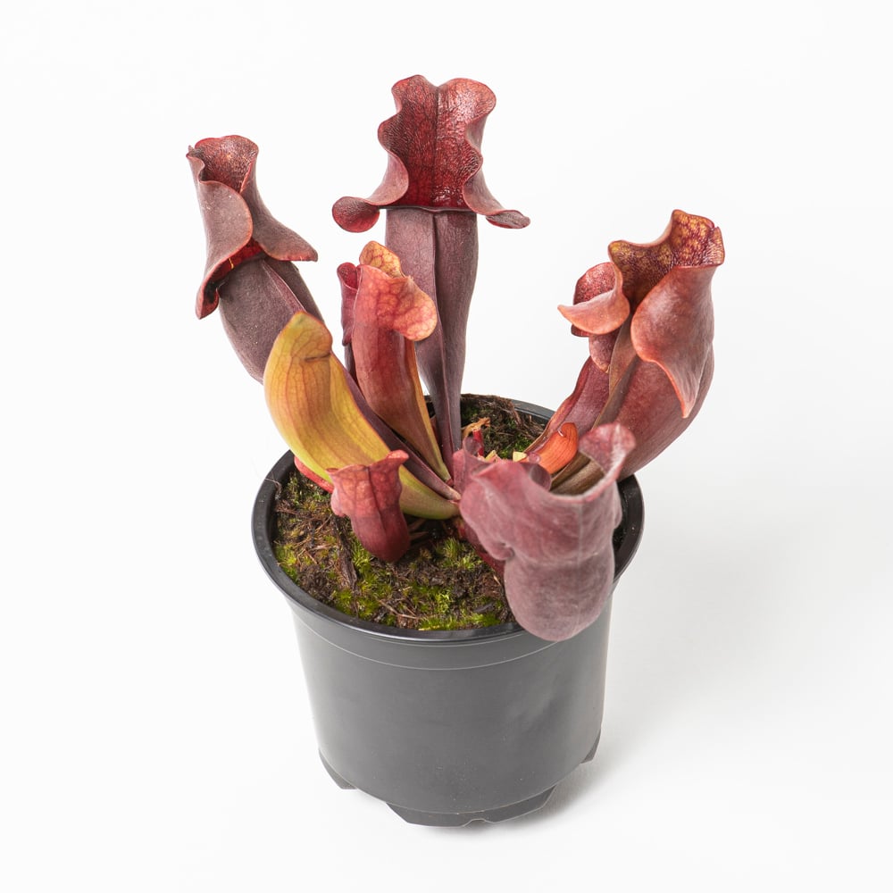 S. x purpurea hybride