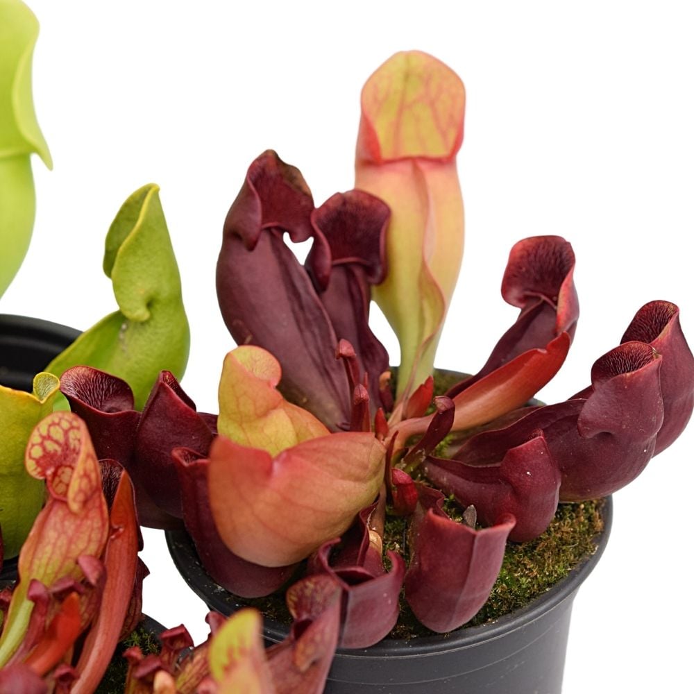Pakket Sarracenia purpurea winterhard