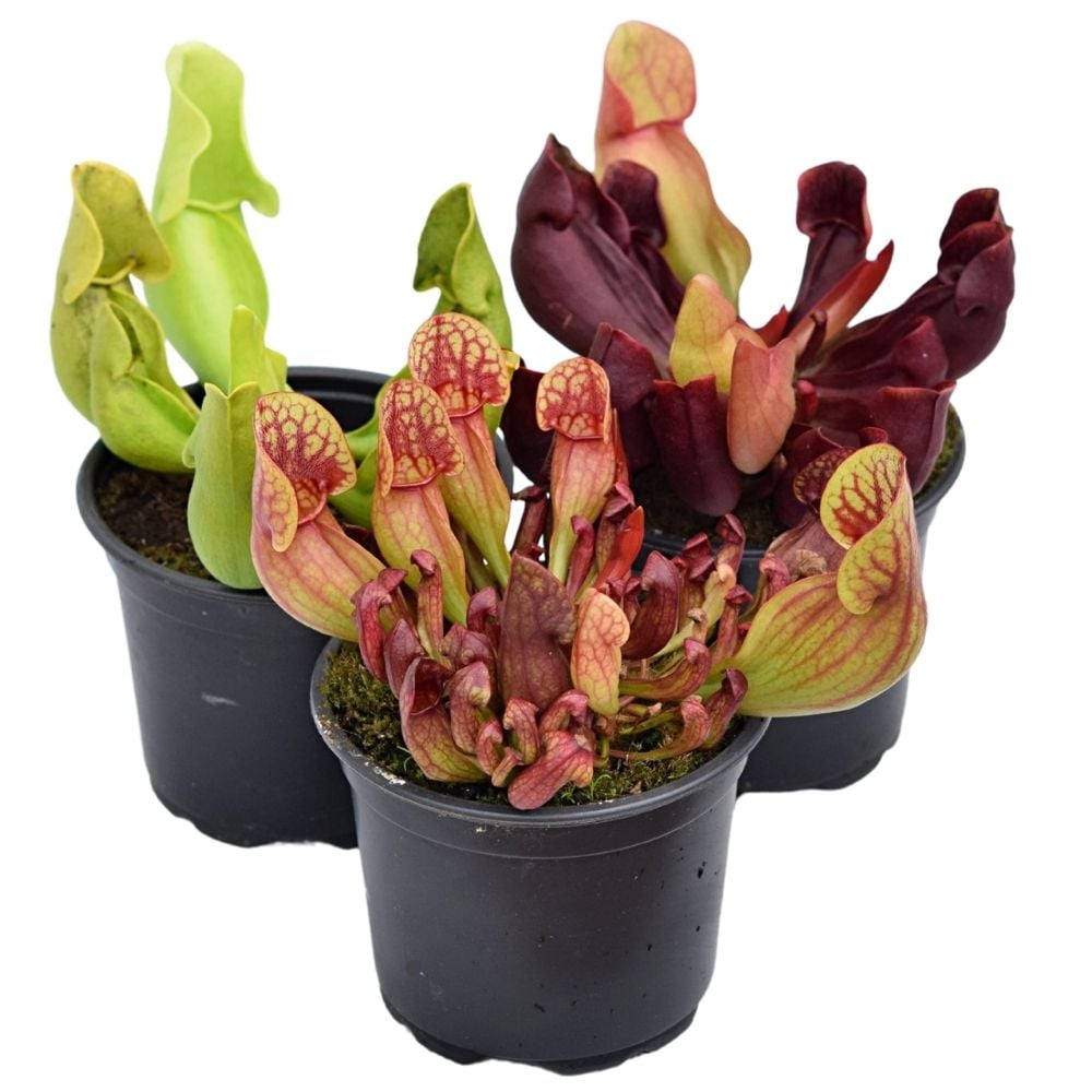 Pakket Sarracenia purpurea winterhard