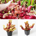 Premium Sarracenia purpurea package | 3 exclusive collector's plants