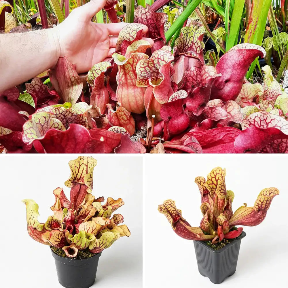 Premium Sarracenia purpurea package | 3 exclusive collector's plants