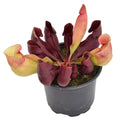 purpurea "red"