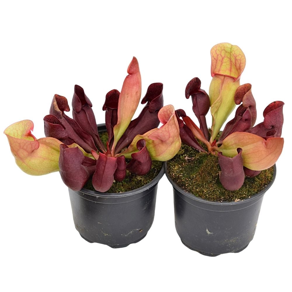 purpurea "red"