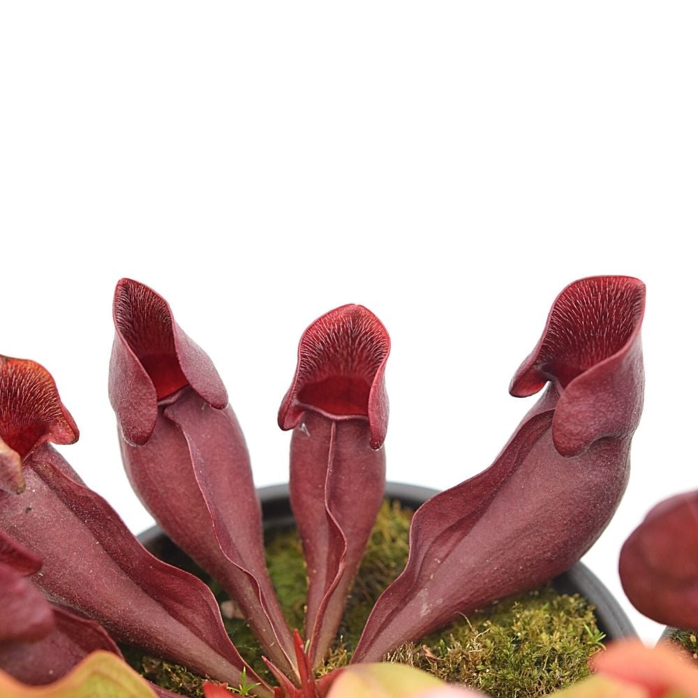 purpurea "red"