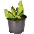 ssp. purpurea f. heterophylla