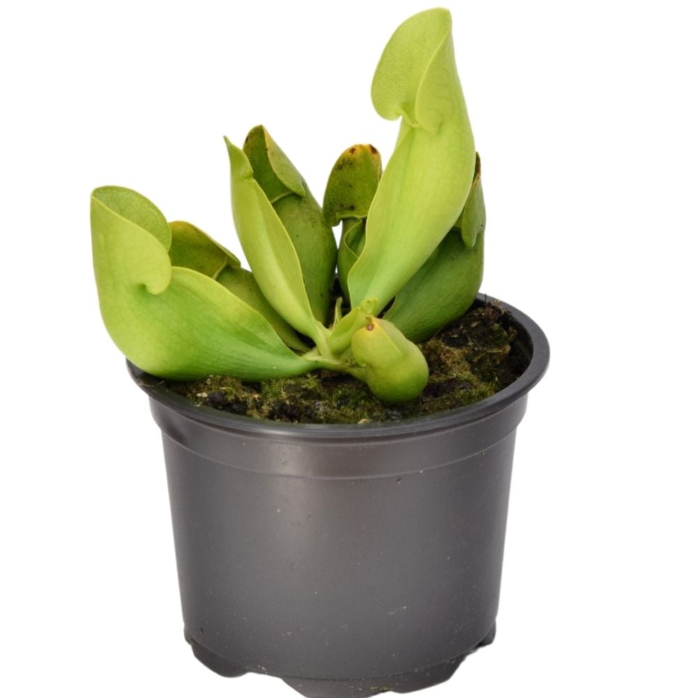 Pakket Sarracenia purpurea winterhard