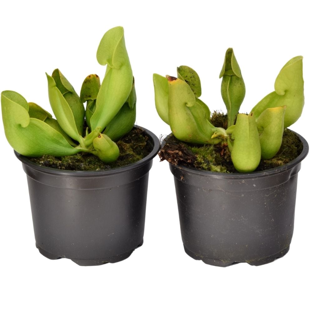 ssp. purpurea f. heterophylla