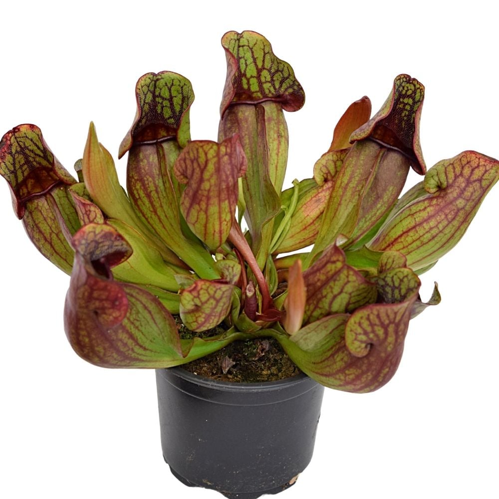 ssp. purpurea "green-red"