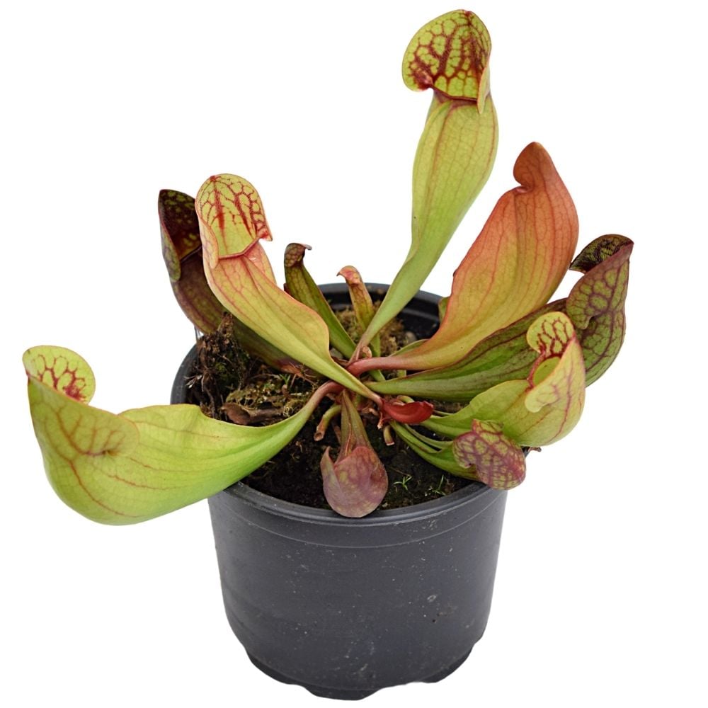 Pakket Sarracenia purpurea winterhard