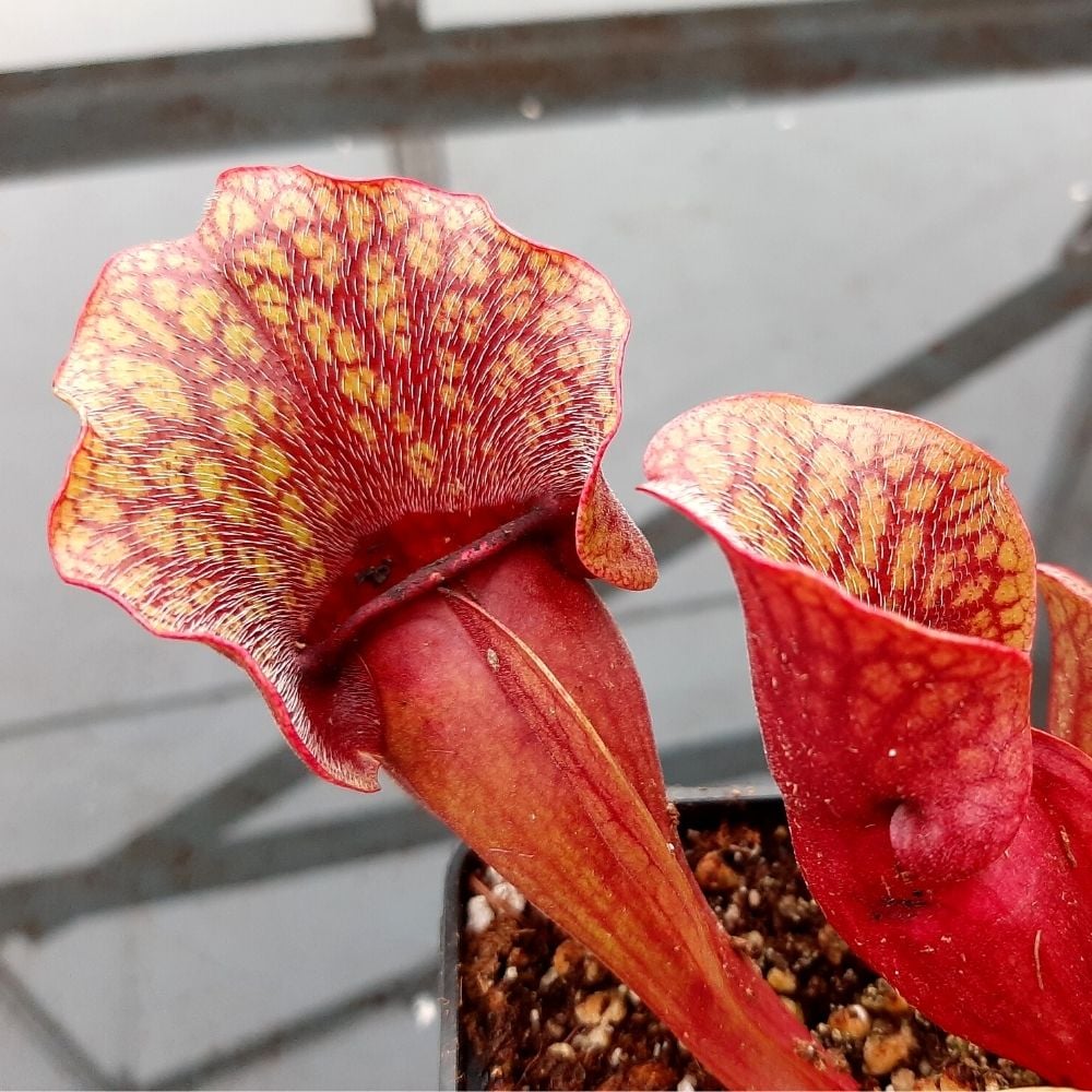 ssp. venosa, “typical” seedgrown plants