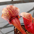 ssp. venosa, “typical” seedgrown plants