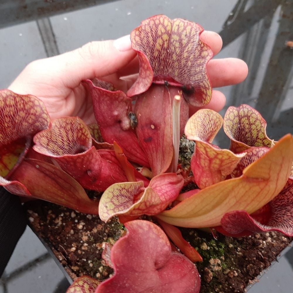 ssp. venosa, “typical” seedgrown plants
