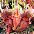 ssp. venosa "all red" KDPU35