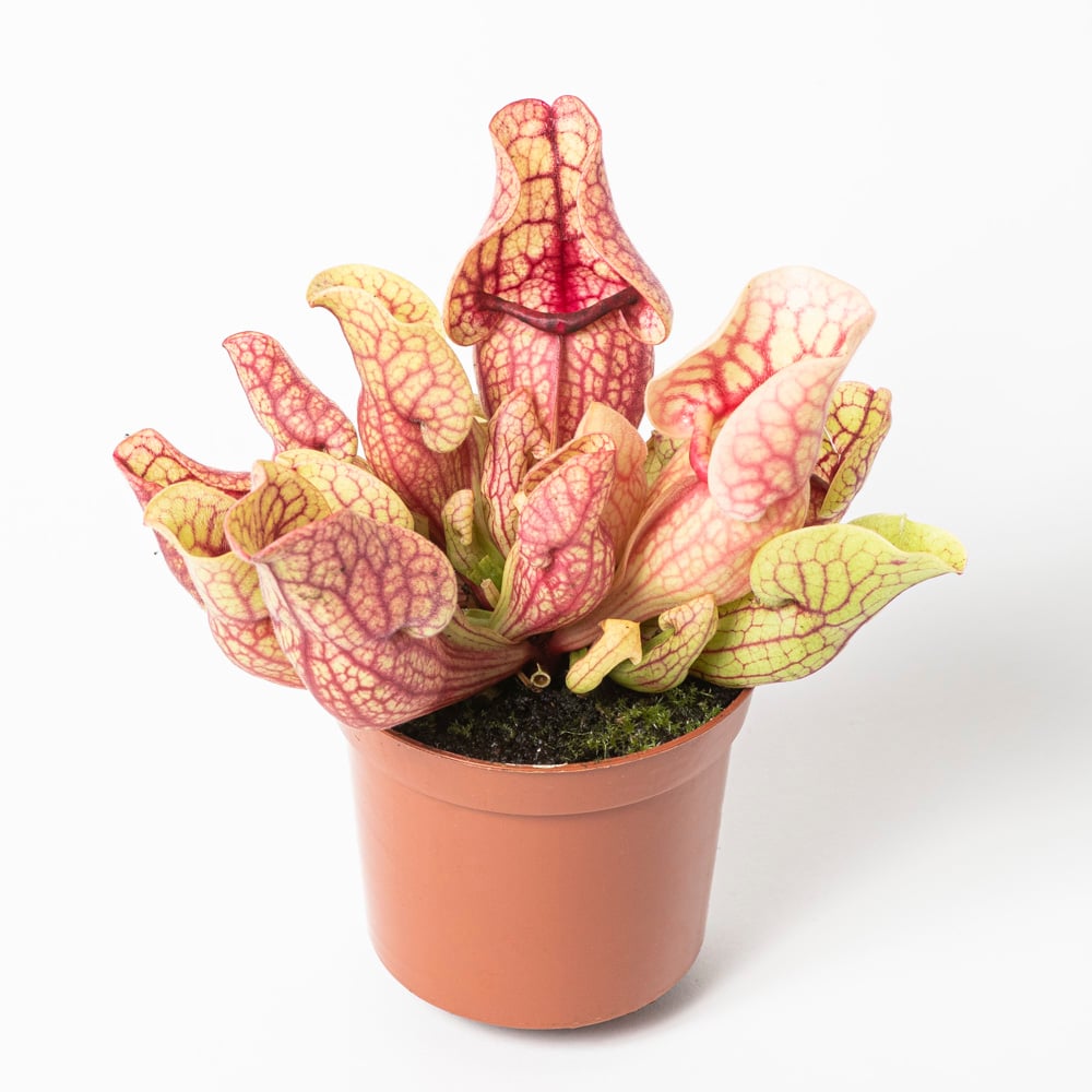 S. purpurea ssp. venosa