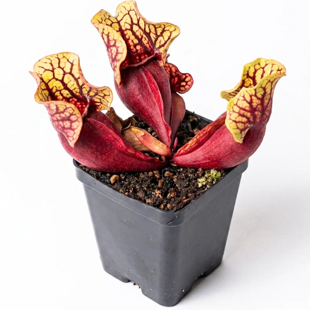 ssp. venosa 'Belly of Blood' (Original cultivar)