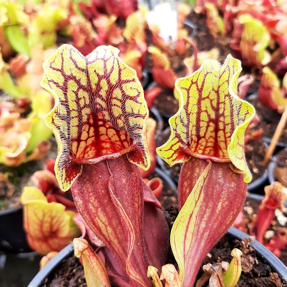 ssp. venosa, Caroline Co. (SG)