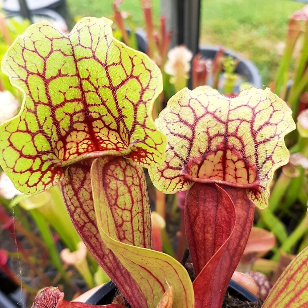 ssp. venosa, Caroline Co. (SG)