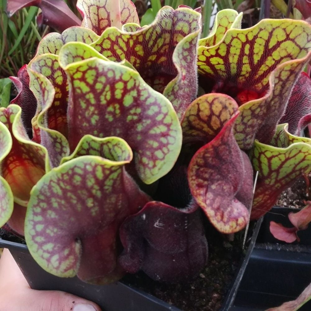 ssp. venosa var. burkii f. luteola x venosa yellow flower