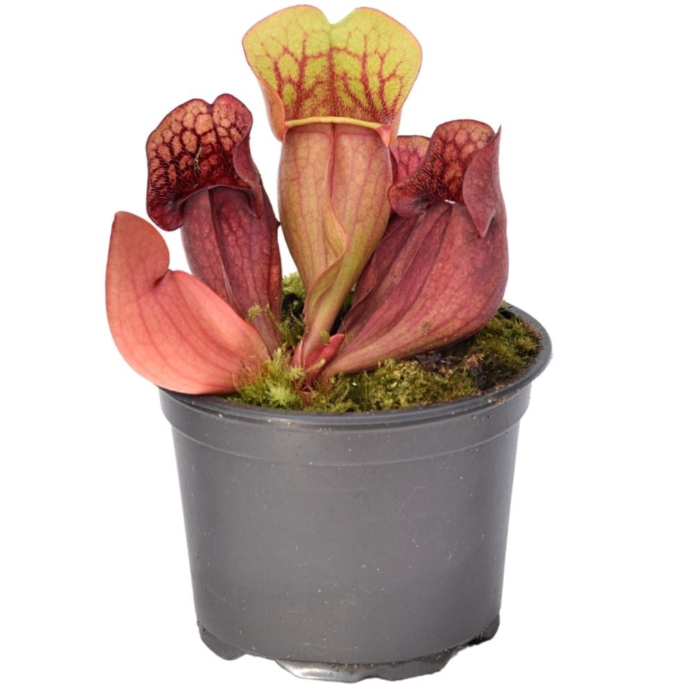 S. purpurea ssp. venosa „red“