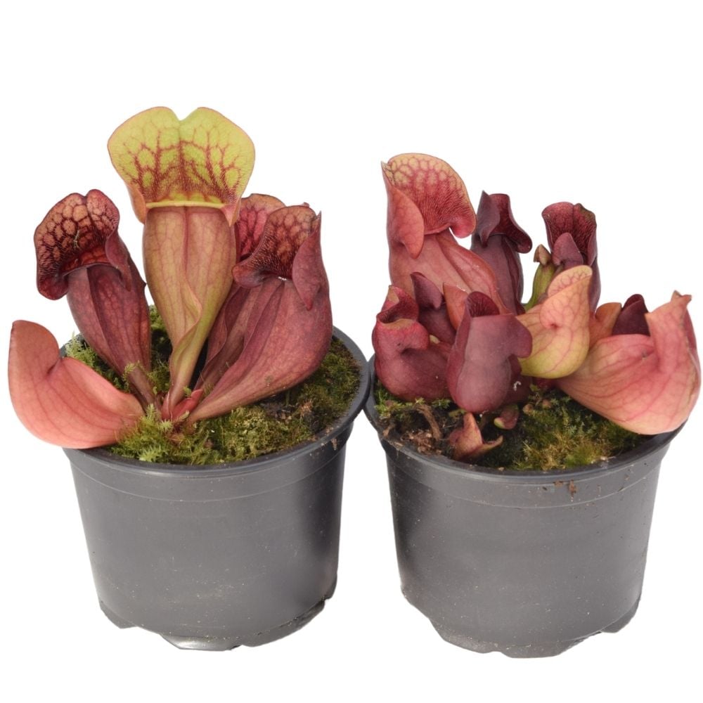 S. purpurea ssp. venosa „red“