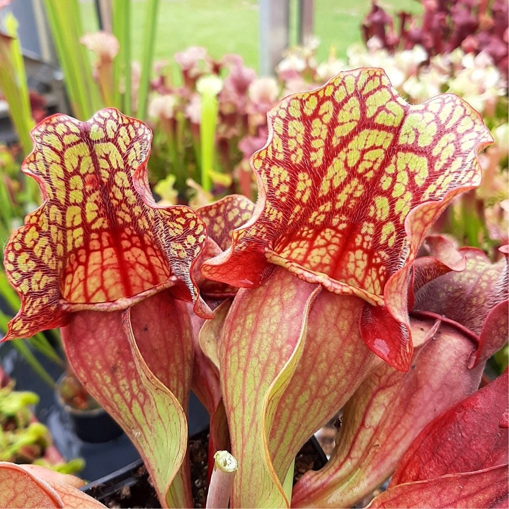 ssp. venosa "Ruffled Lid"