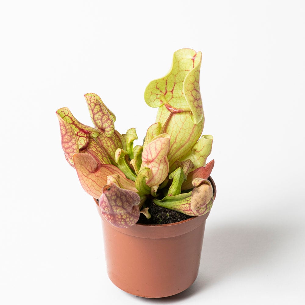 S. purpurea ssp. venosa