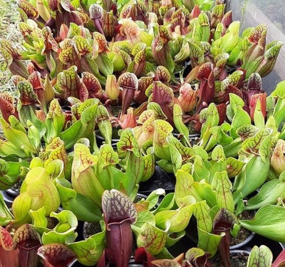 S. purpurea