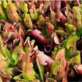 3x ssp. purpurea Paket