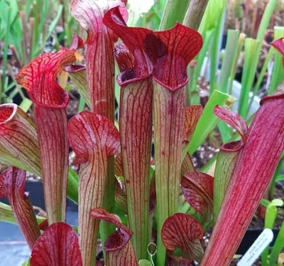 S. rubra